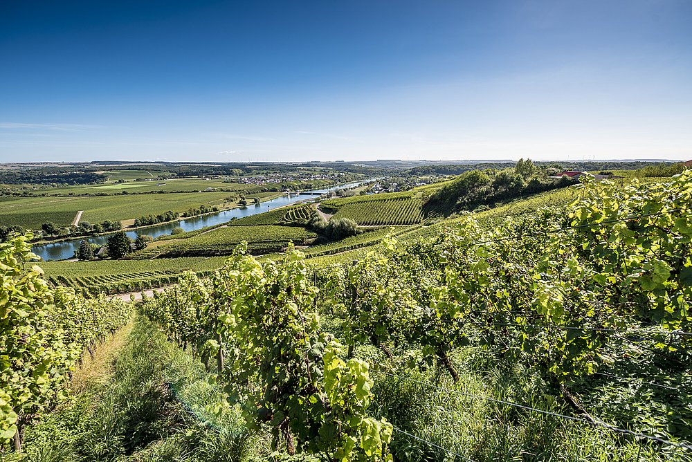 Vineyards Moselle region