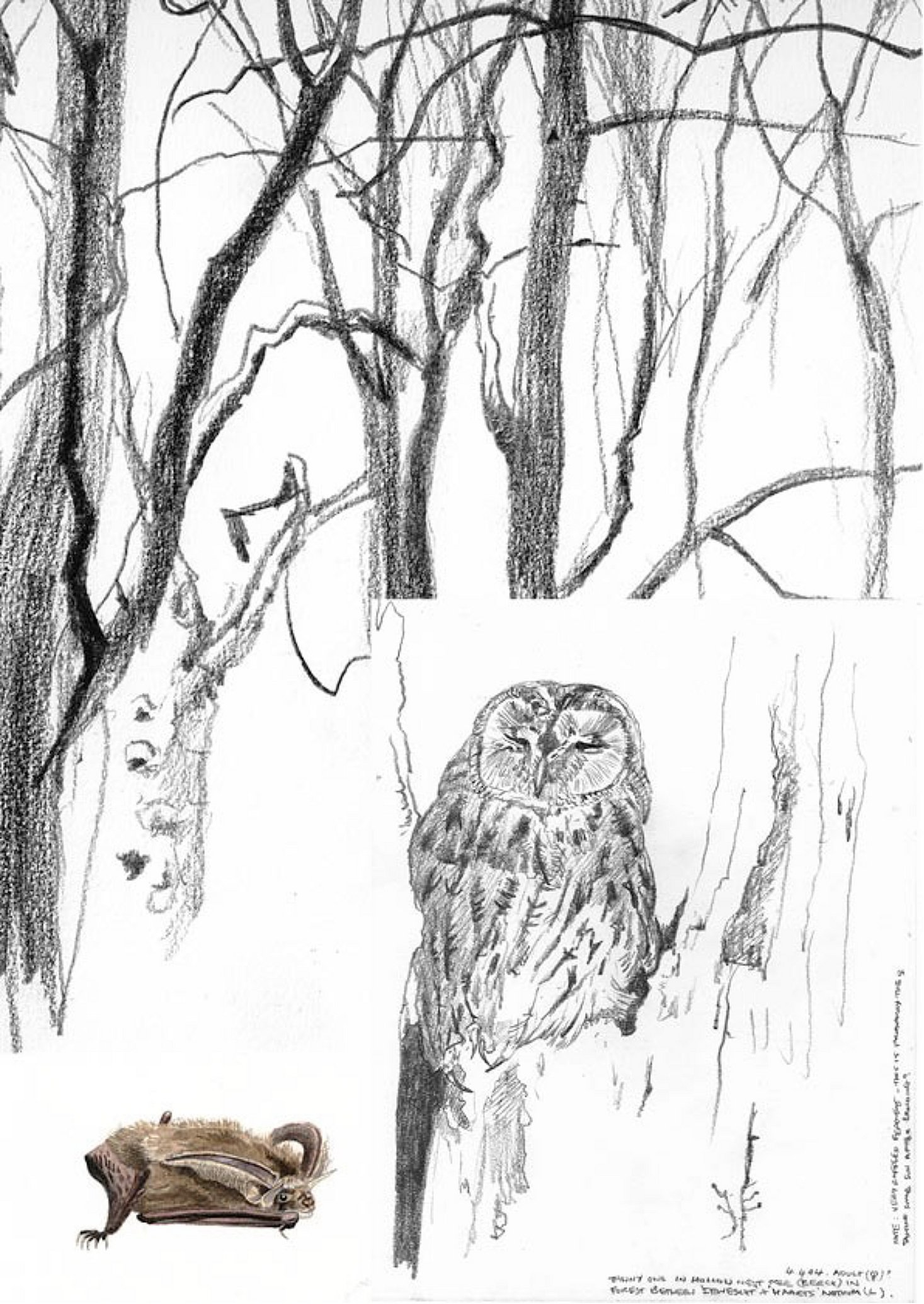 Of Owls, Bats and Trees