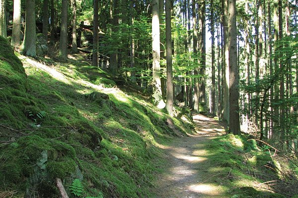 MTB trail Bettendorf - Reisdorf