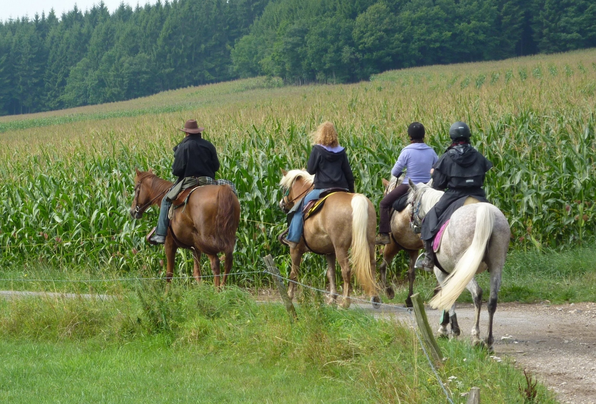 Horseride Tour 17 : Beim Nachbar Eifel (26km)