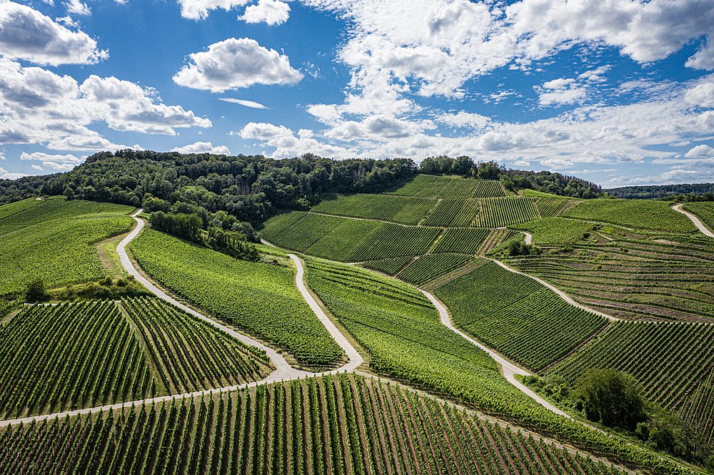 Vineyards Remich Moselle