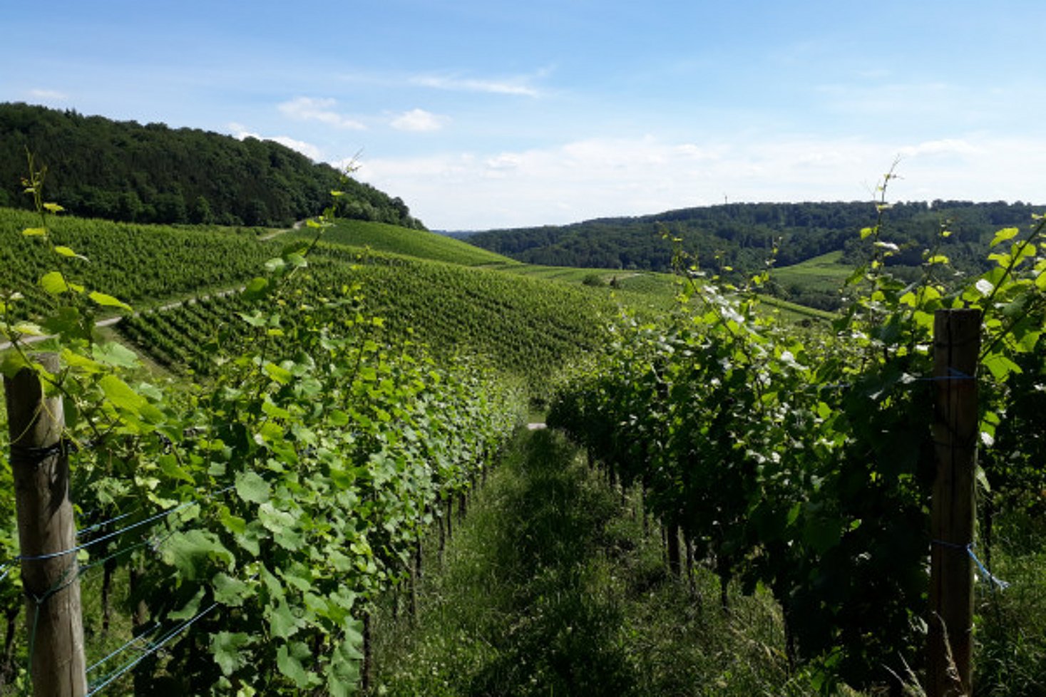 Weinberge Moselle