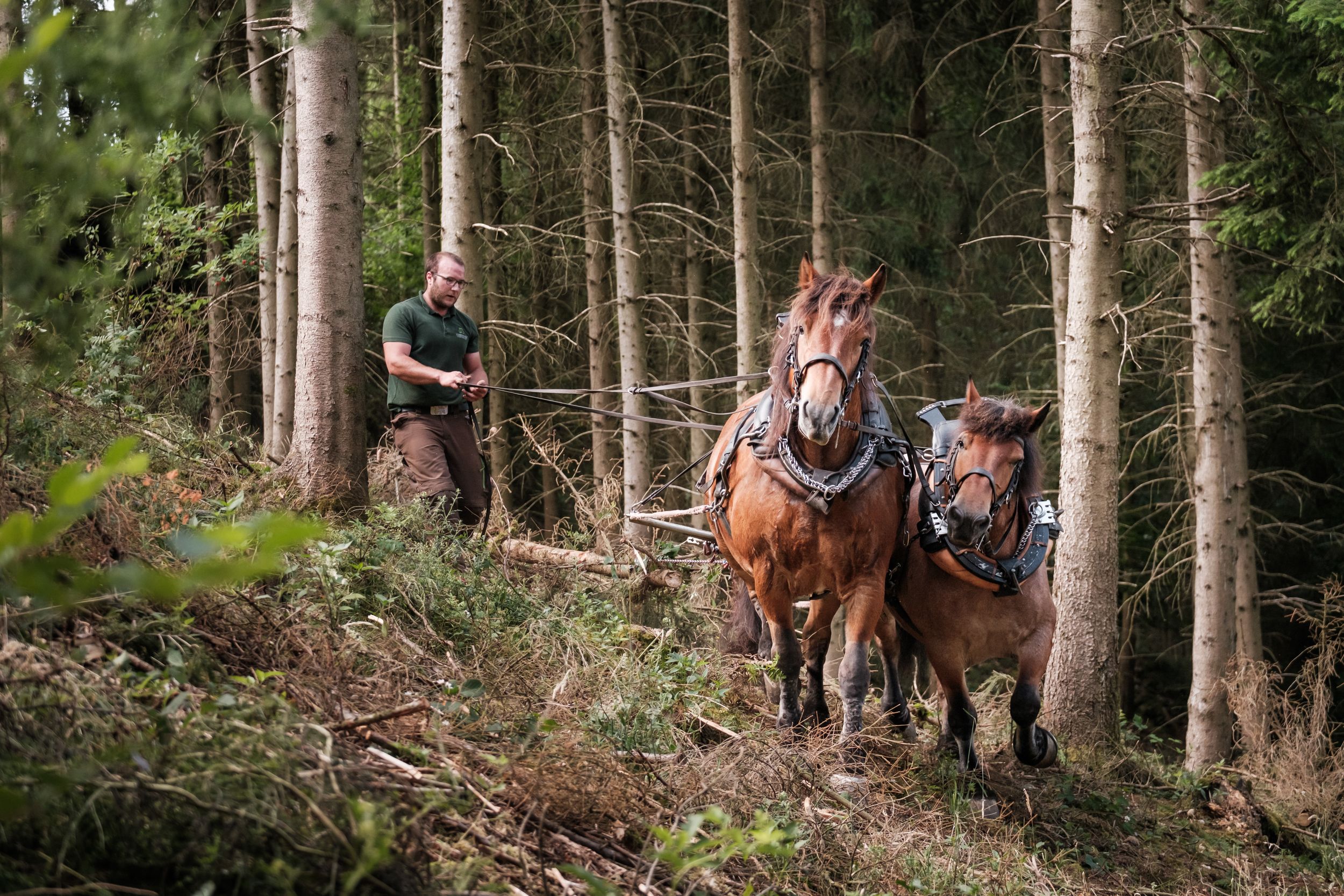 Chevaux de trait ardennais Munshausen Robbesscheier