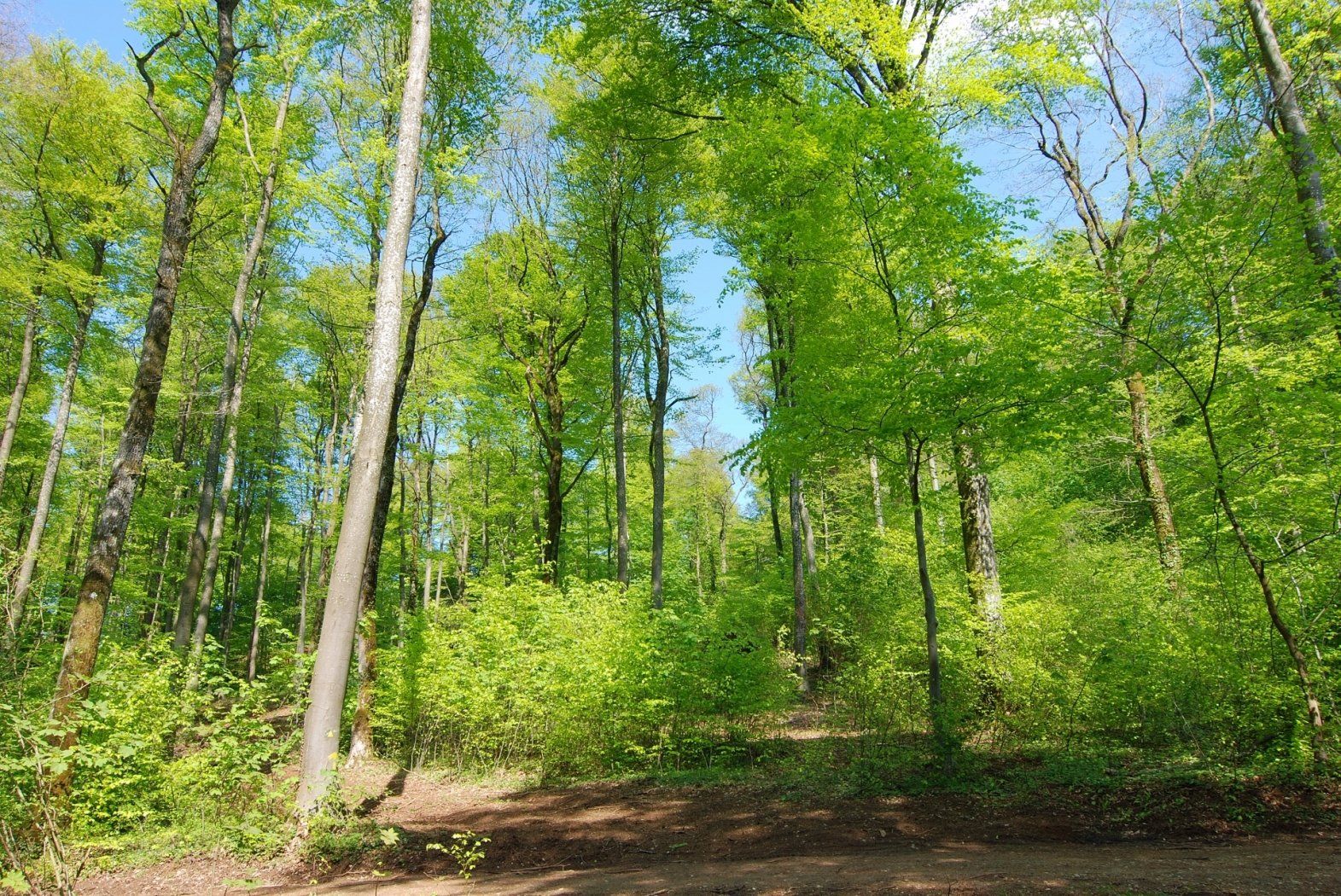 Nature reserve Ellergronn