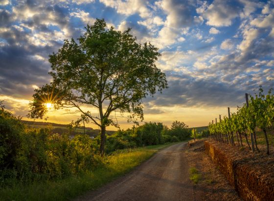 Sommerlicher Sonnenuntergang in Luxemburg