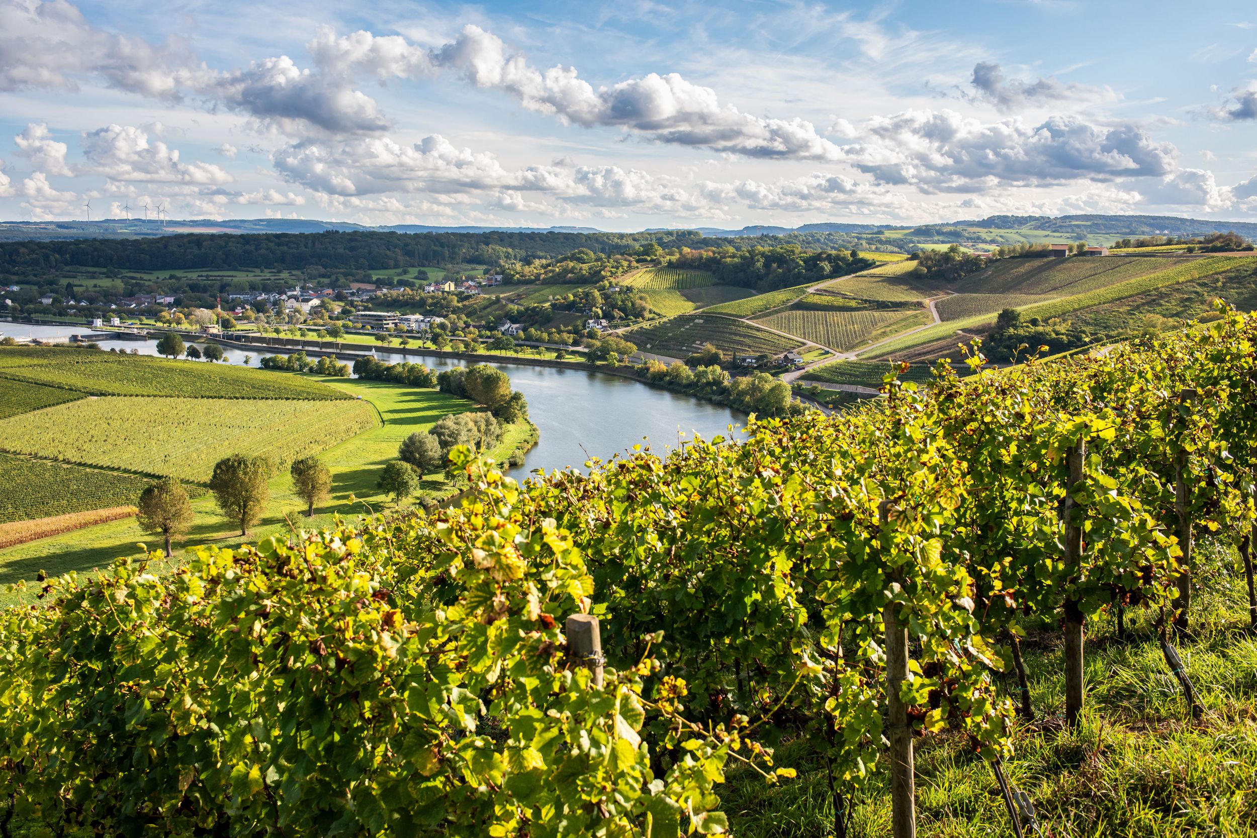 Vignobles