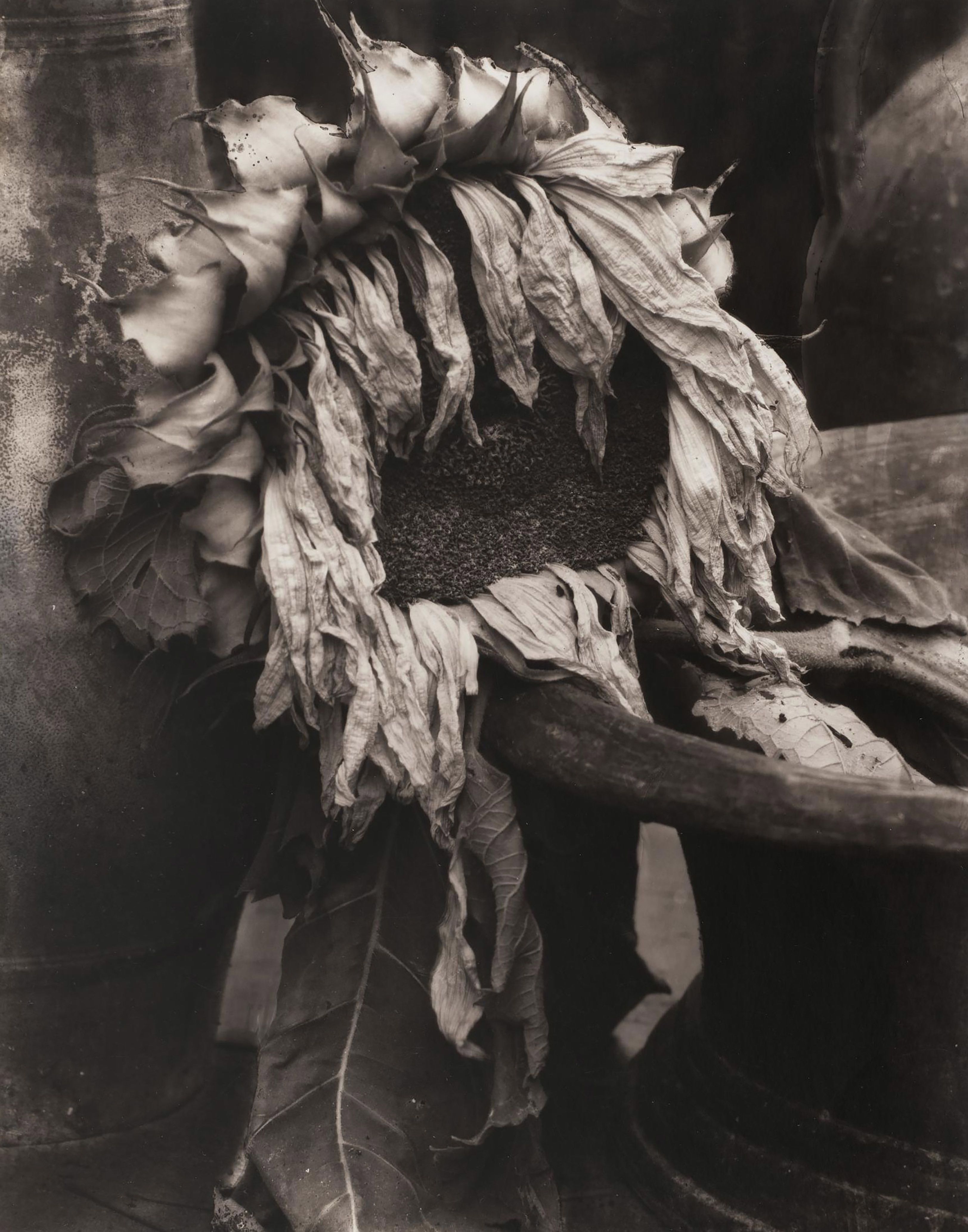 Edward Steichen (1879 - 1973), Dead Sunflower, 1920s - 1960s, printed after 1953, Gelatin silver print toned, 35.3 x 27.6 cm, Collection MNHA