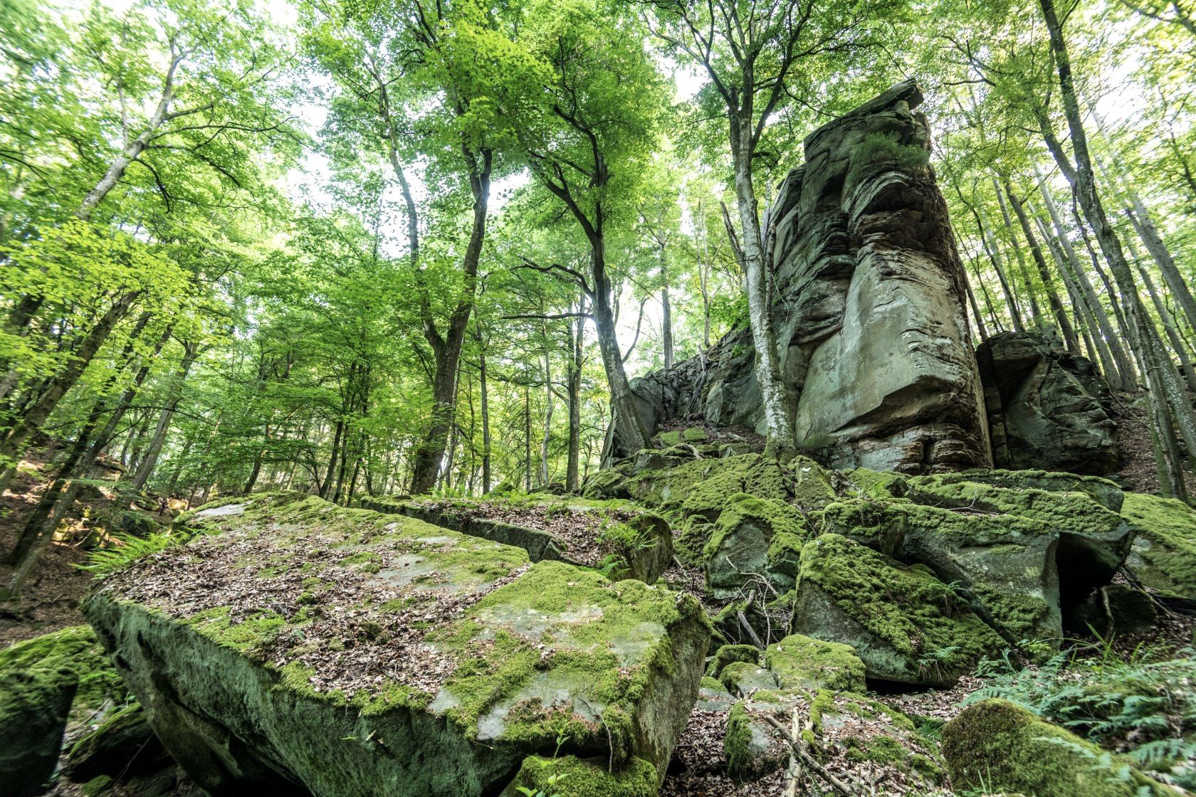 Felsformation Predigtstuhl im NaturWanderPark delux, © Eifel Tourismus GmbH, D. Ketz