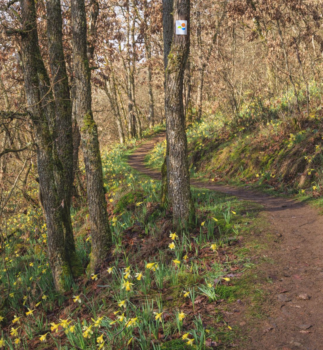 Wild daffodil / Lent lily