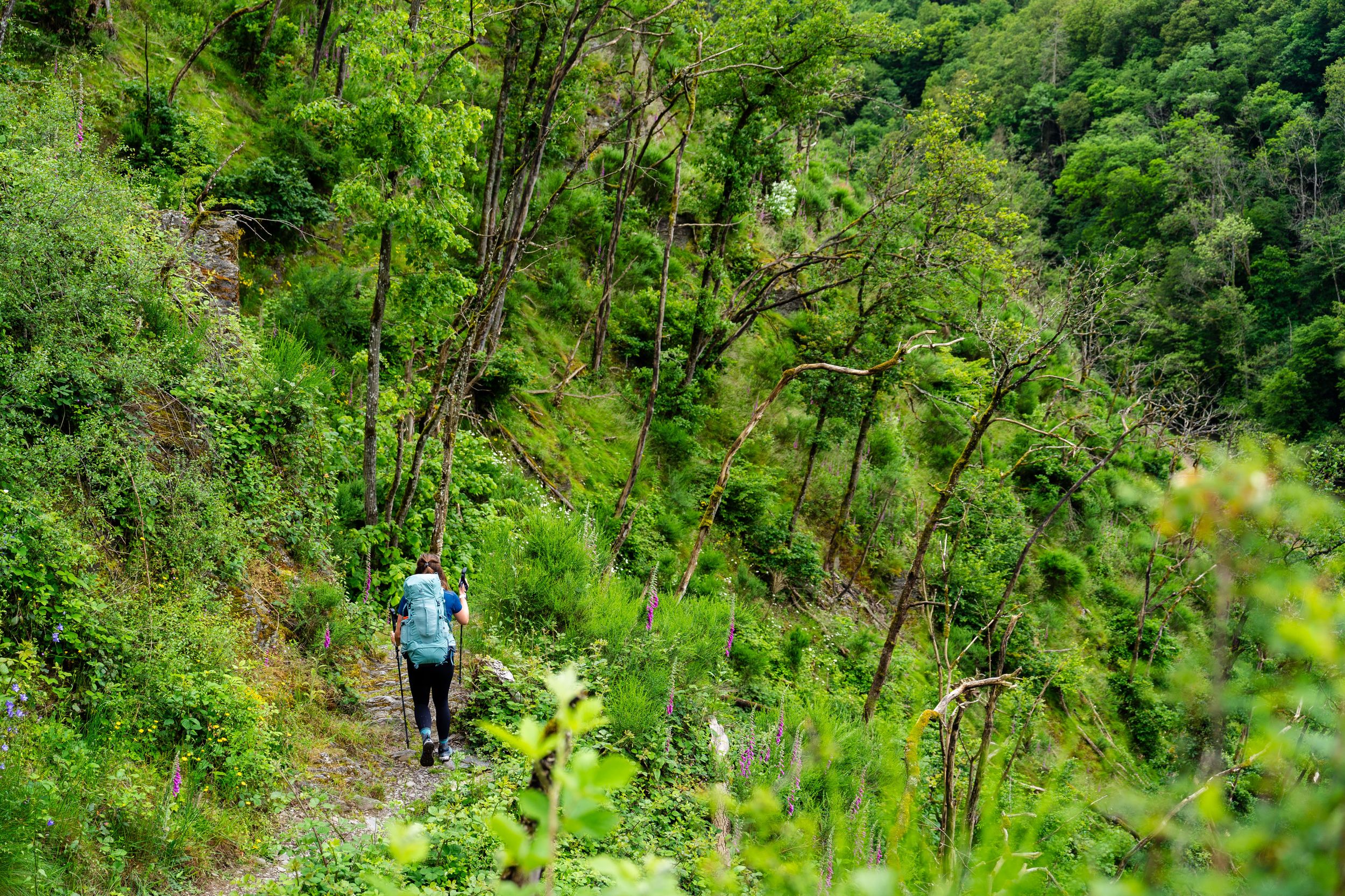 Lee Trail