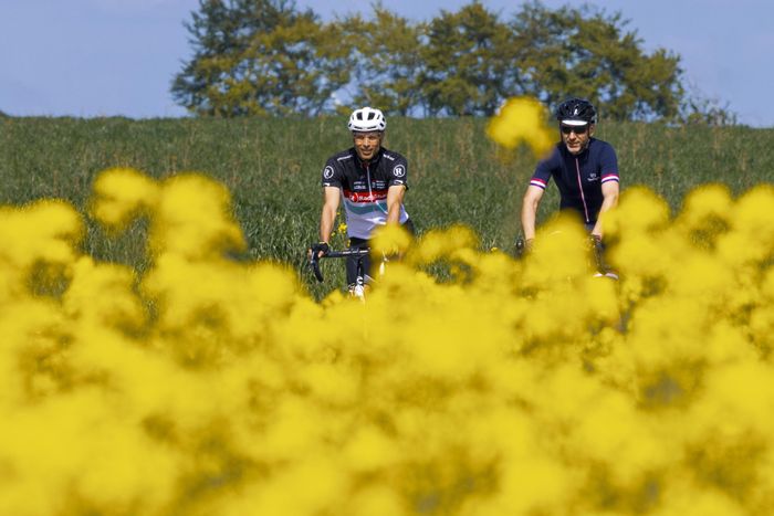 Two cyclists riding through a field with yellow flowers near Bourscheid