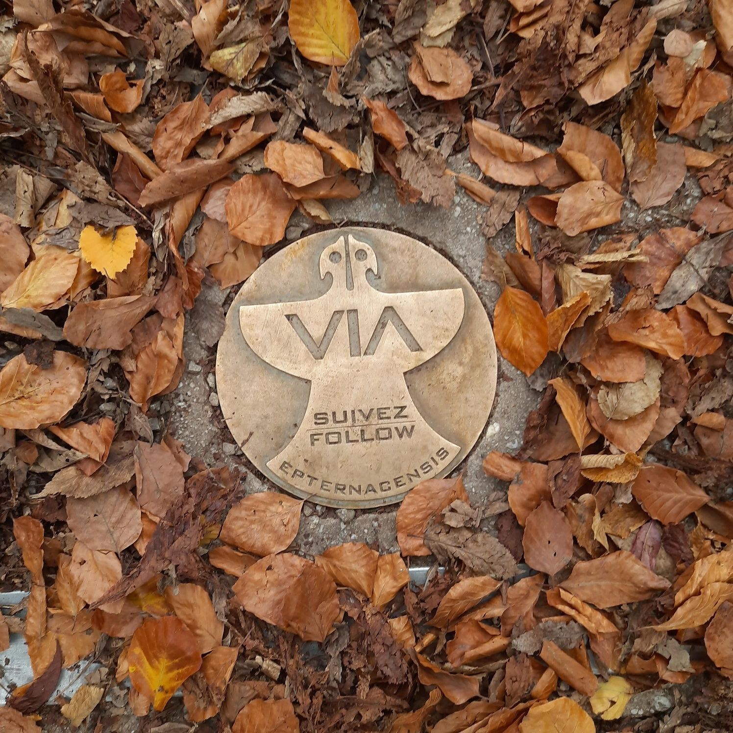 75628043
