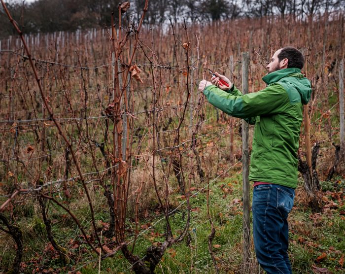 Vigneron Georges Schiltz