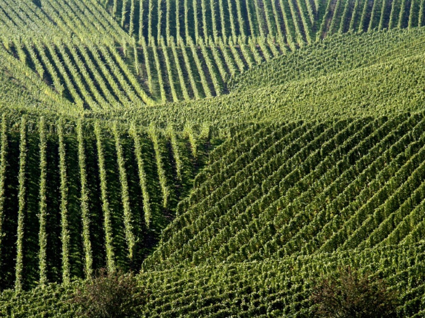 Weinberge