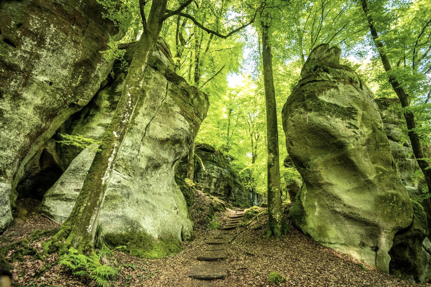 Wolfsschlucht am Felsenweg 3, © Eifel Tourismus GmbH, D. Ketz