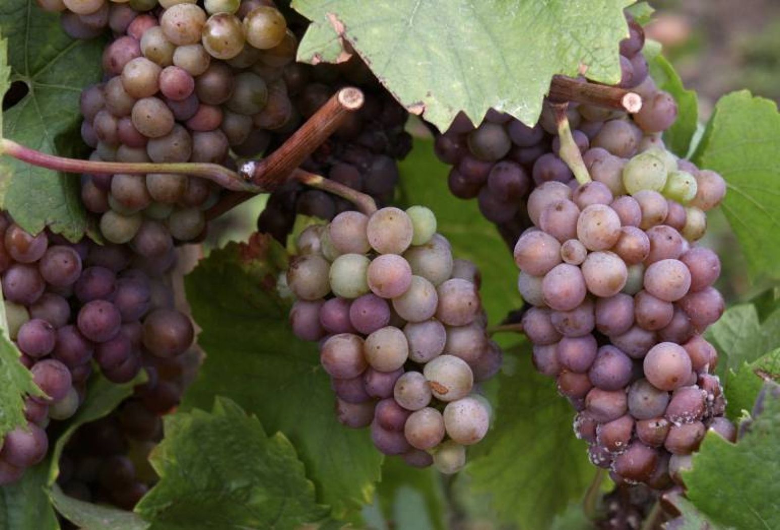 Grape