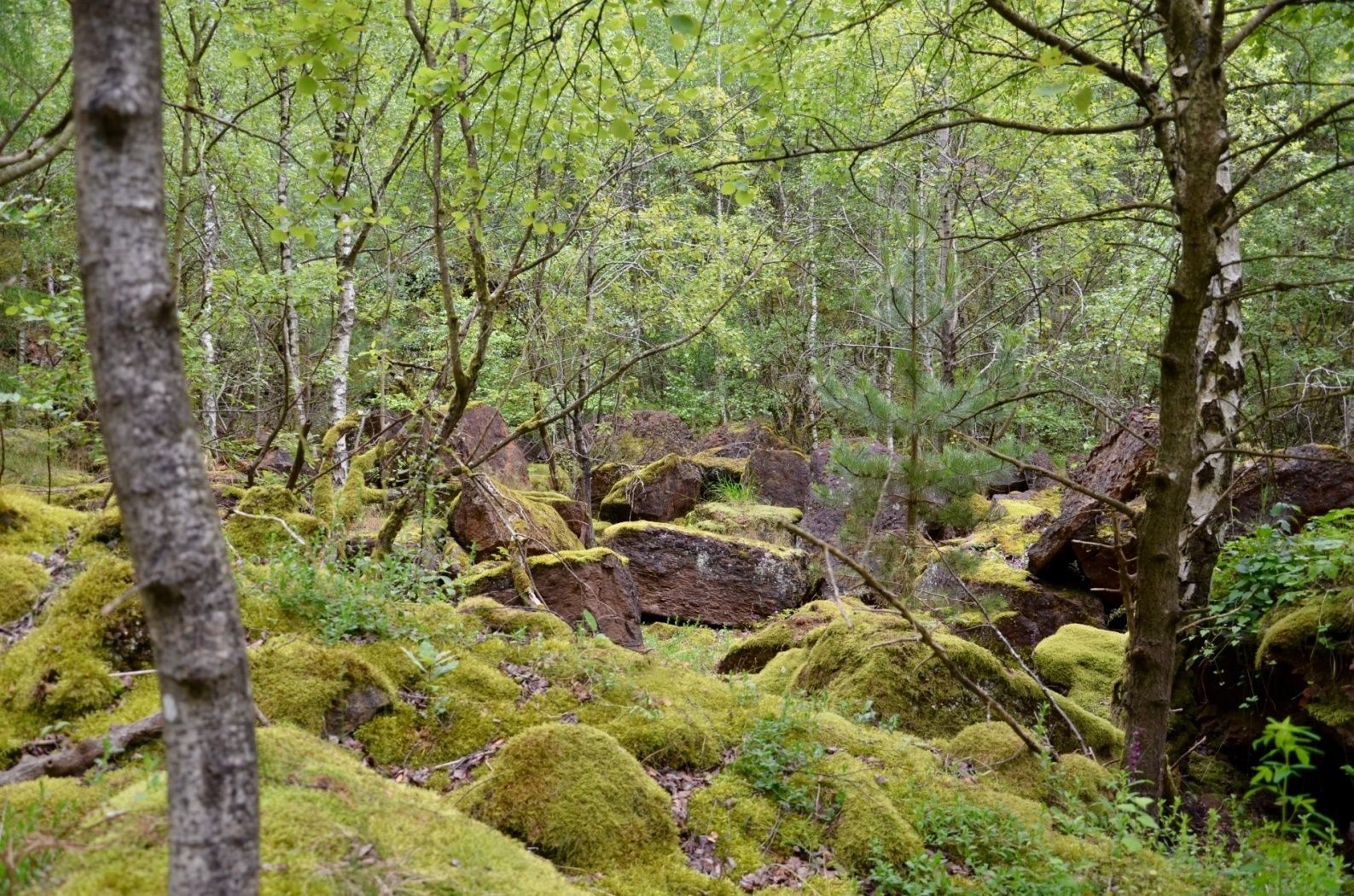 Das Terrain auf der "haard" ist abwechslungsreich und spektakulär