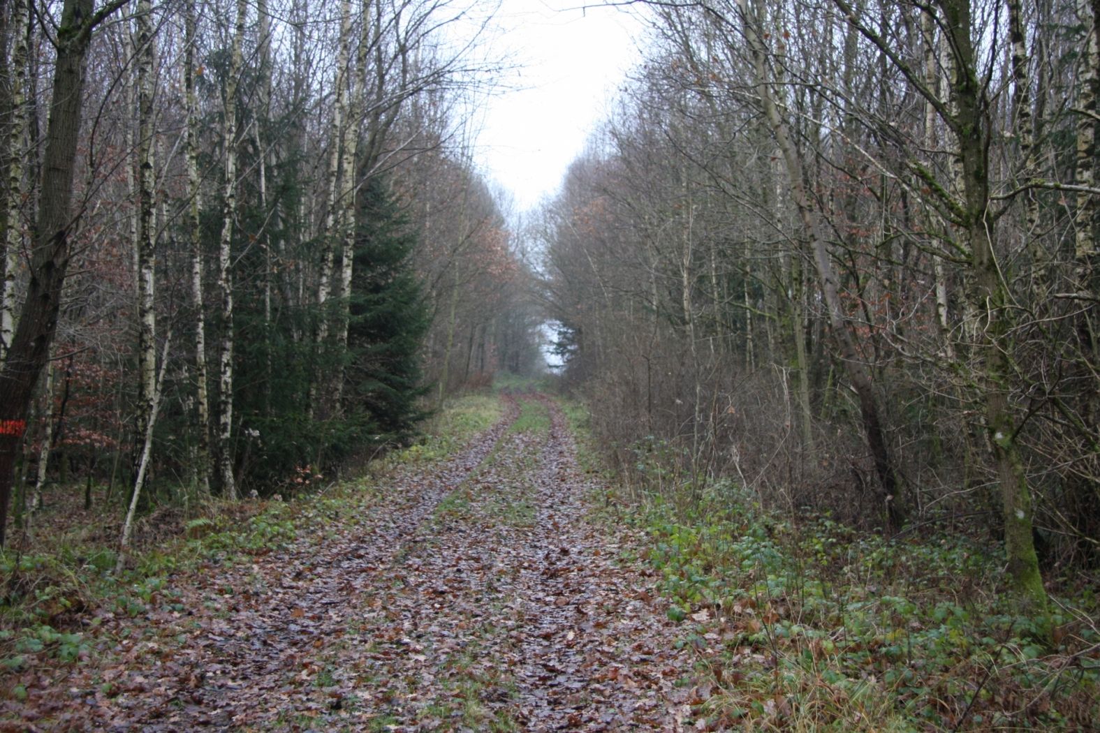 pettenerbesch ortco 6