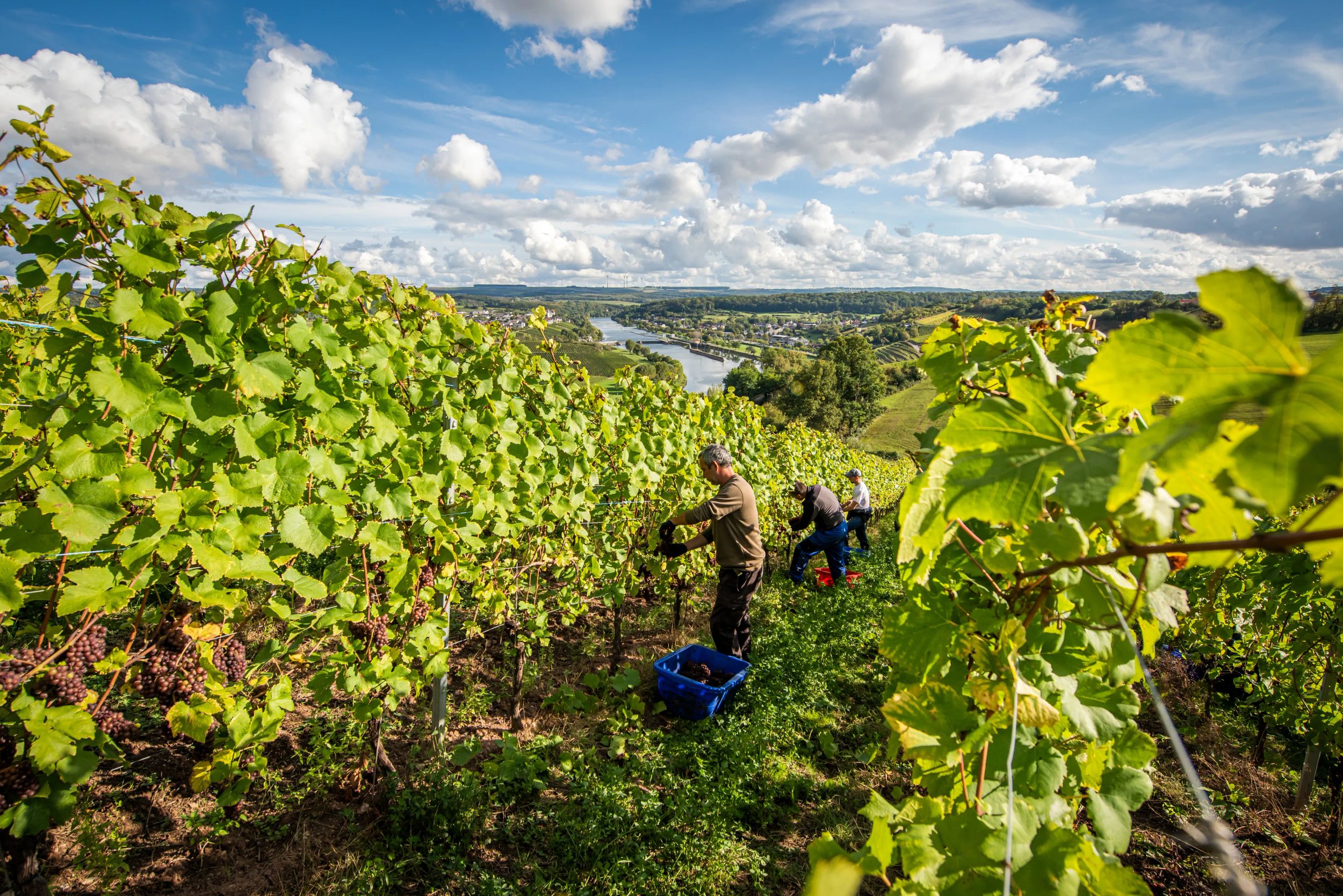 Wine harvest