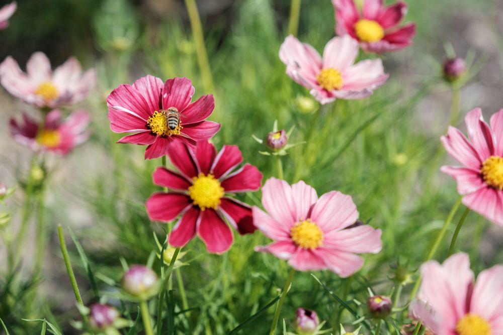 Kapenaker Blooms