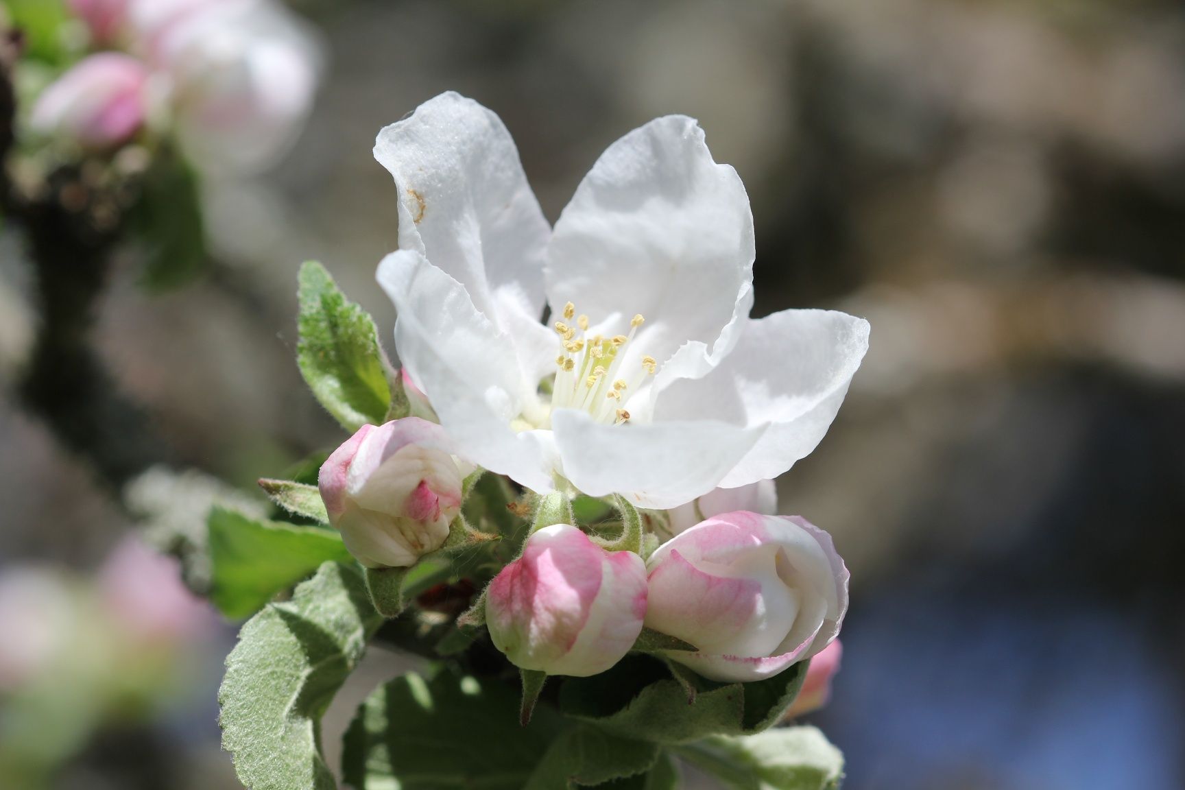 Apfelbaum in der Blüte
