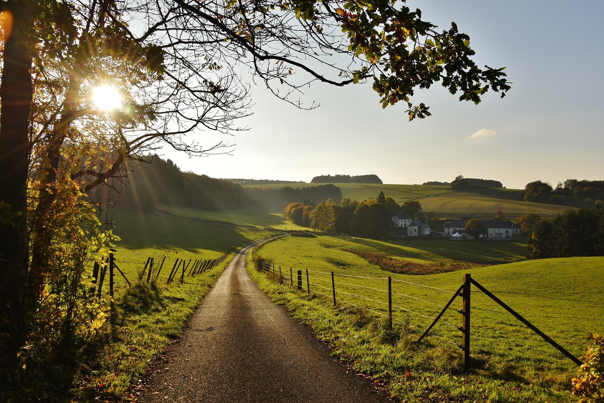Wahl Rindschleiden autumn