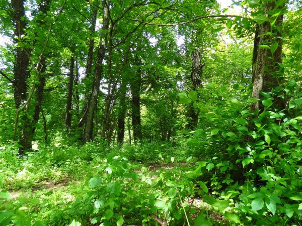Ellergronn nature reset in Esch-sur-Alzette / Belval