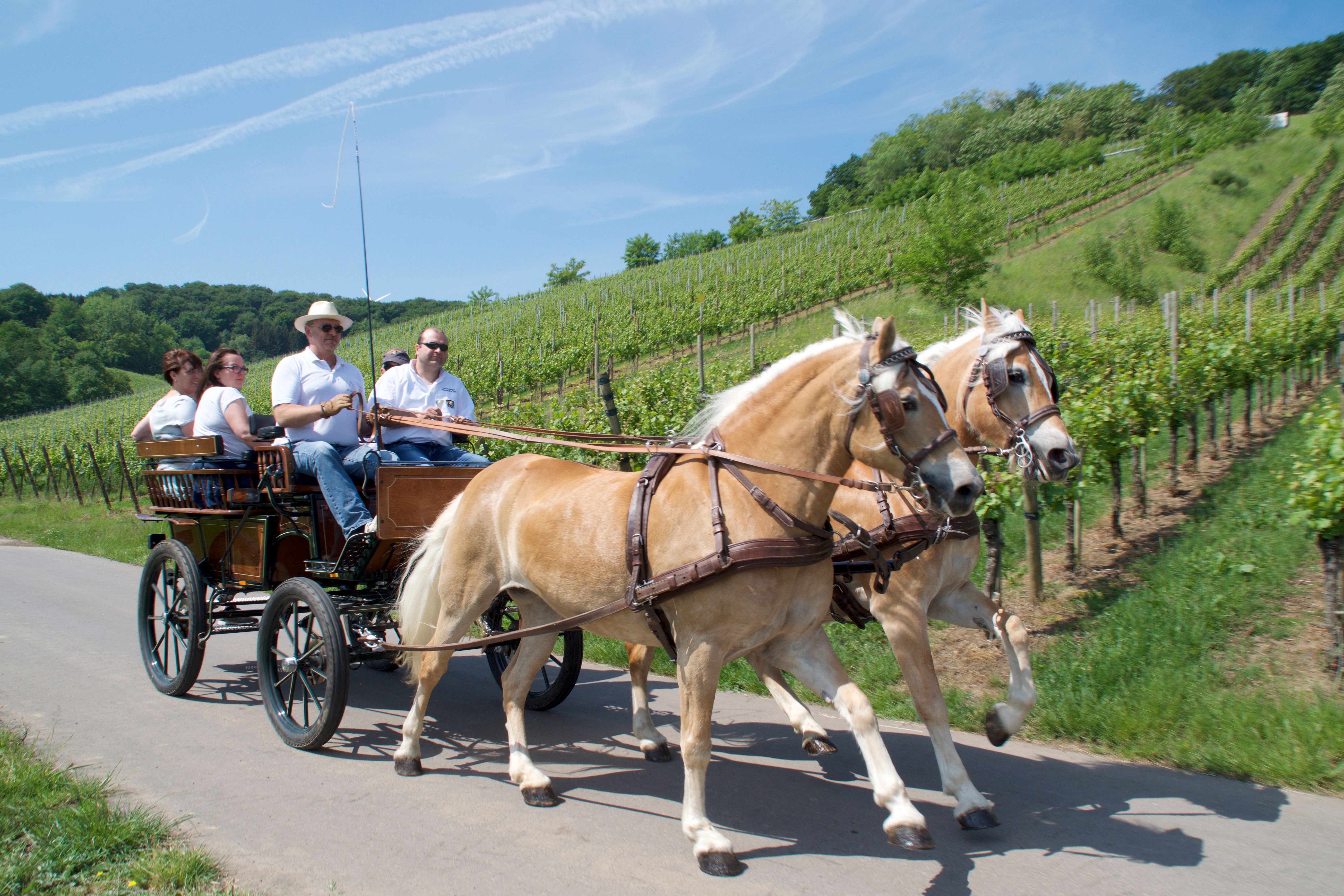 Carriage ride through the vineyards