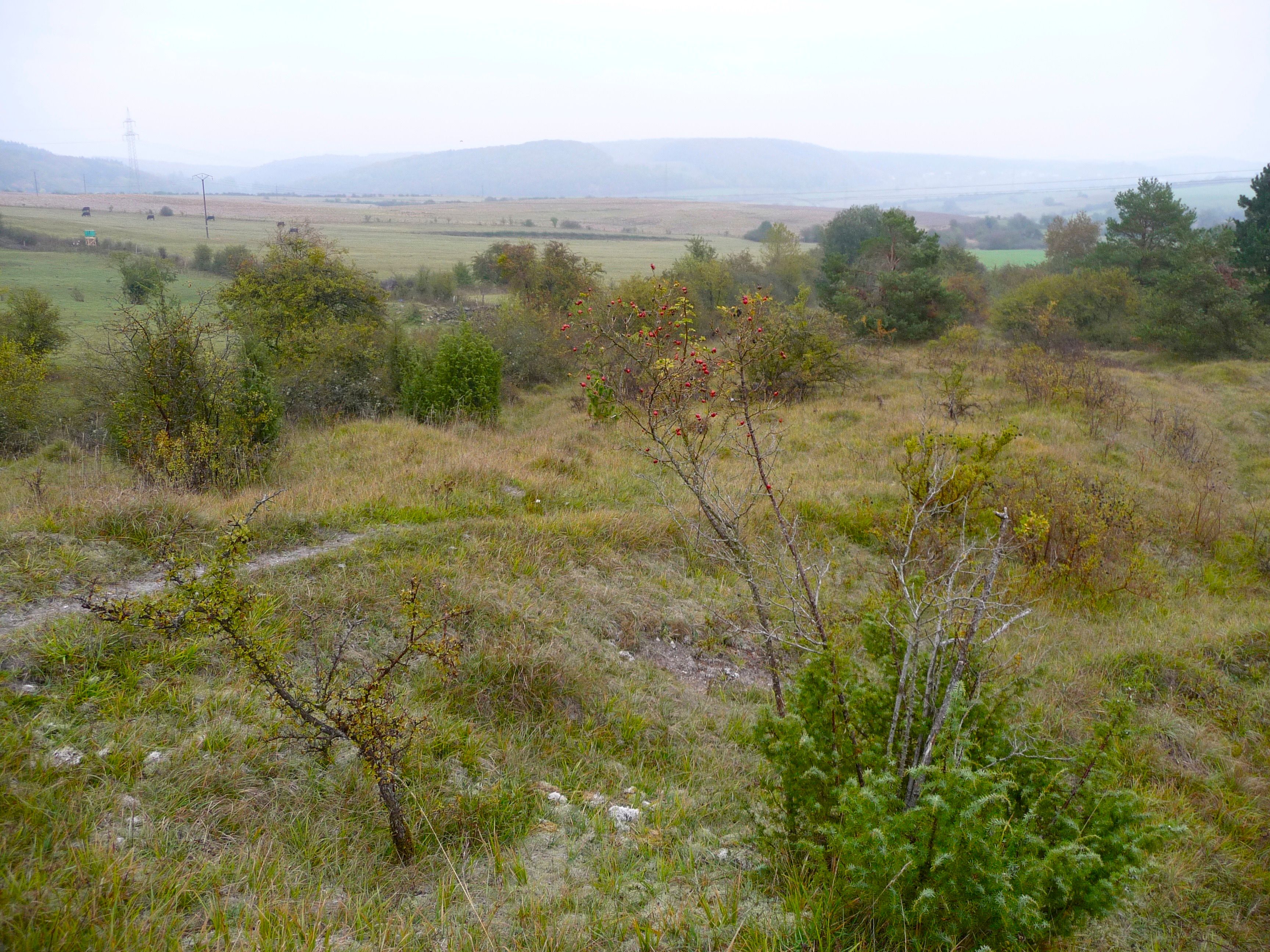 Kalksteinrasen der Region um Junglinster und dem Tal der Weißen Ernz
