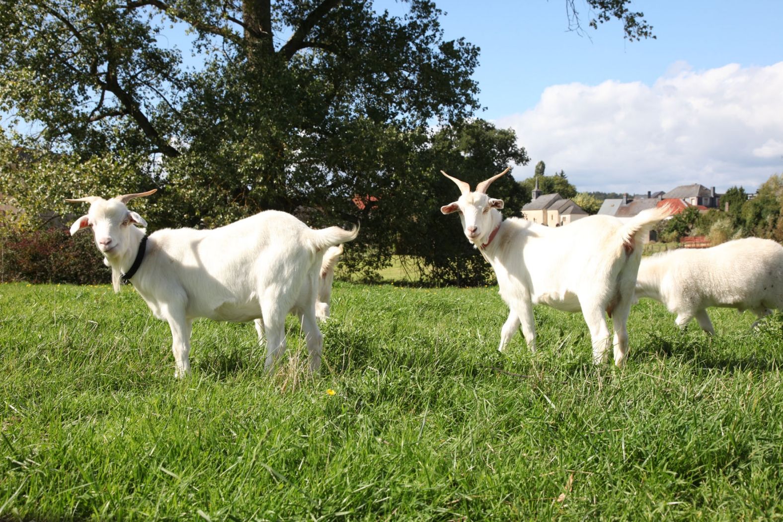 Bio-Haff Baltes Stegen goats