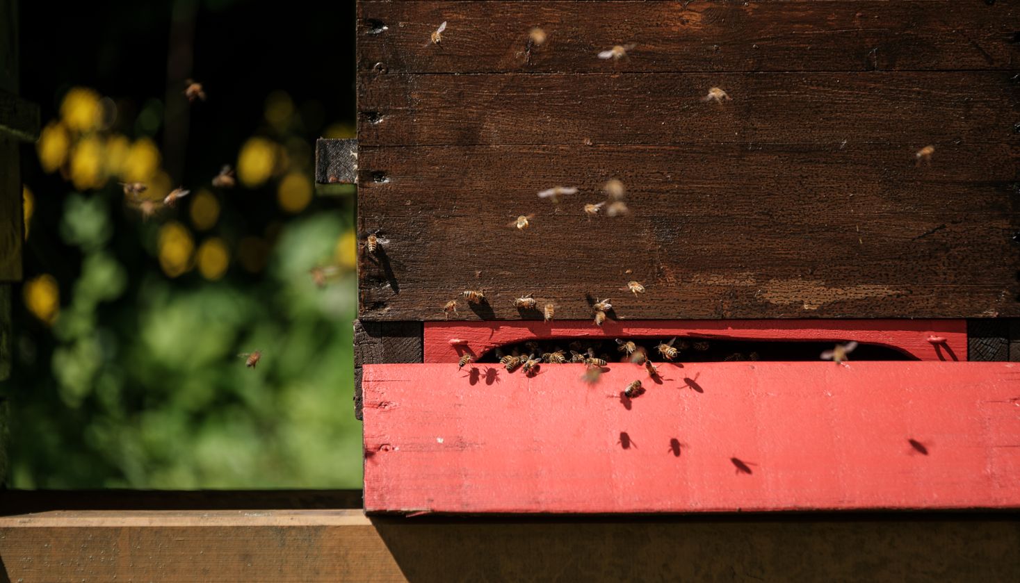 Honey from the Grand Ducal garden