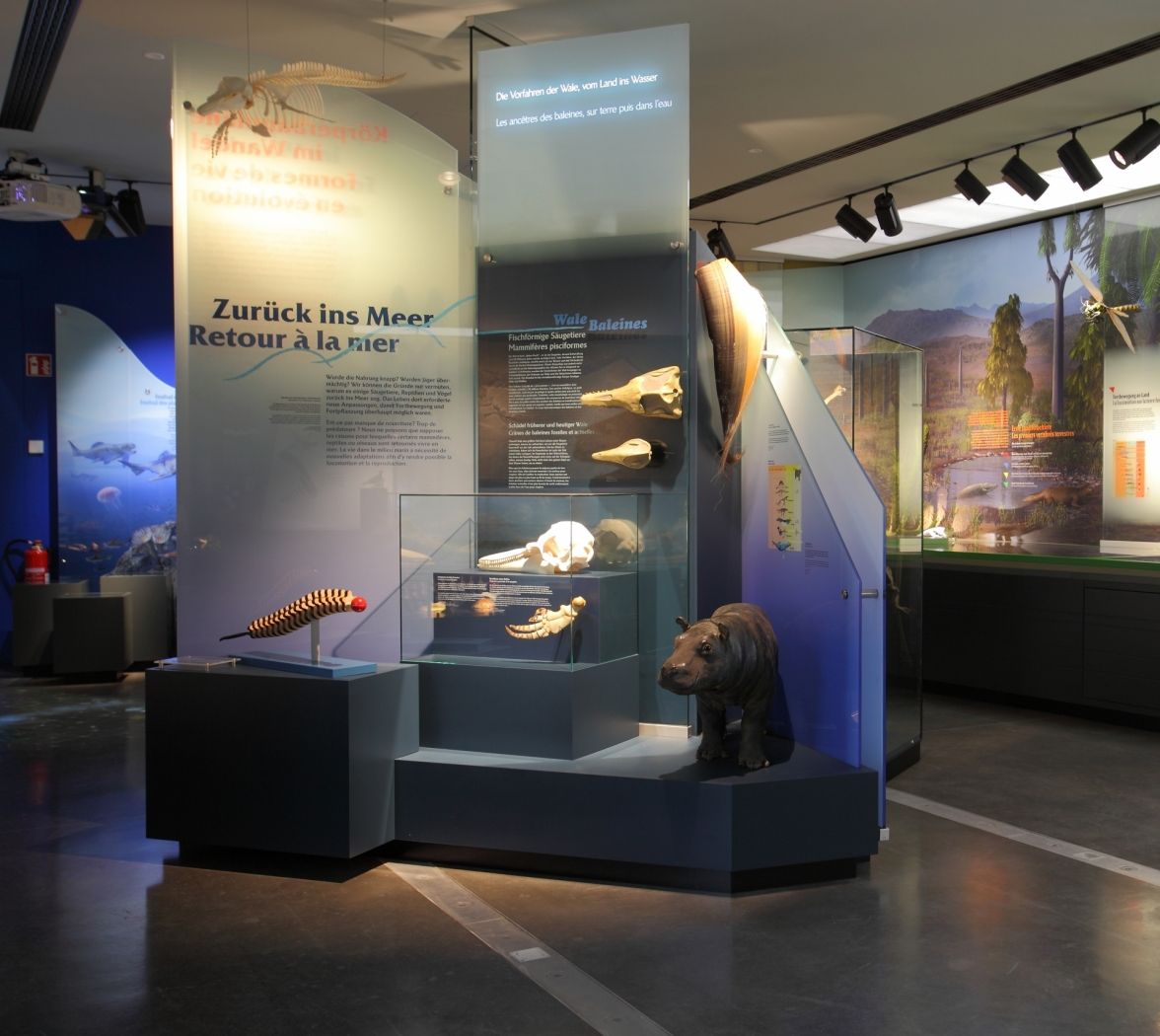 natur musée