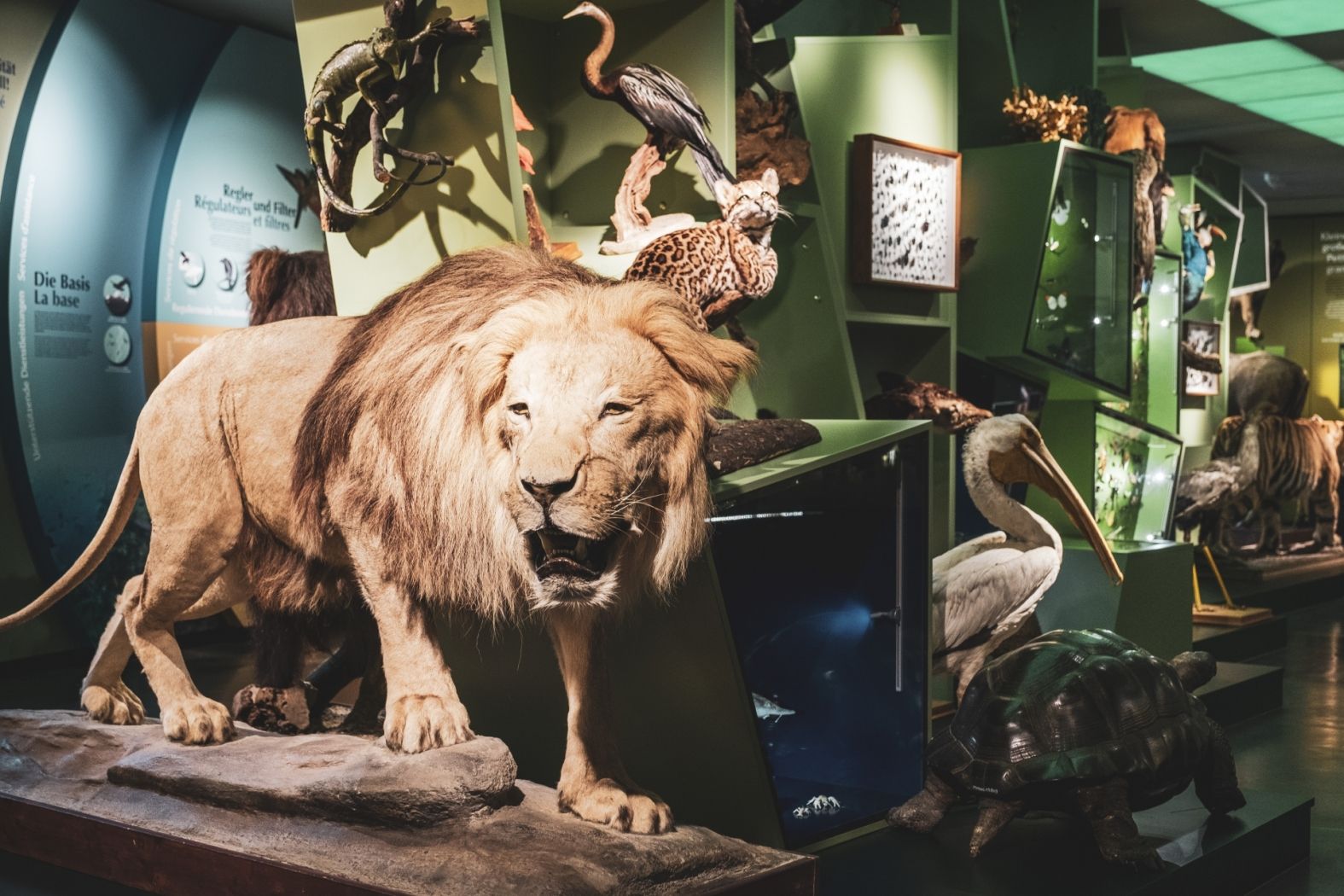 natur musée