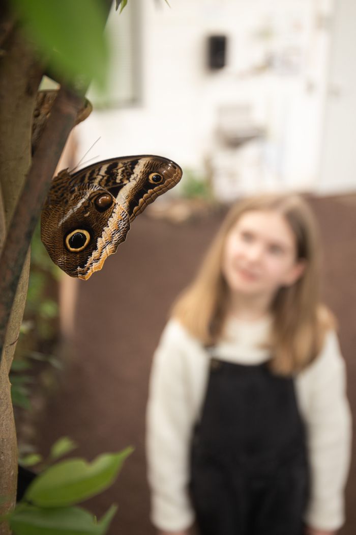 Paiperleksgaart, Jardin des Papillons
