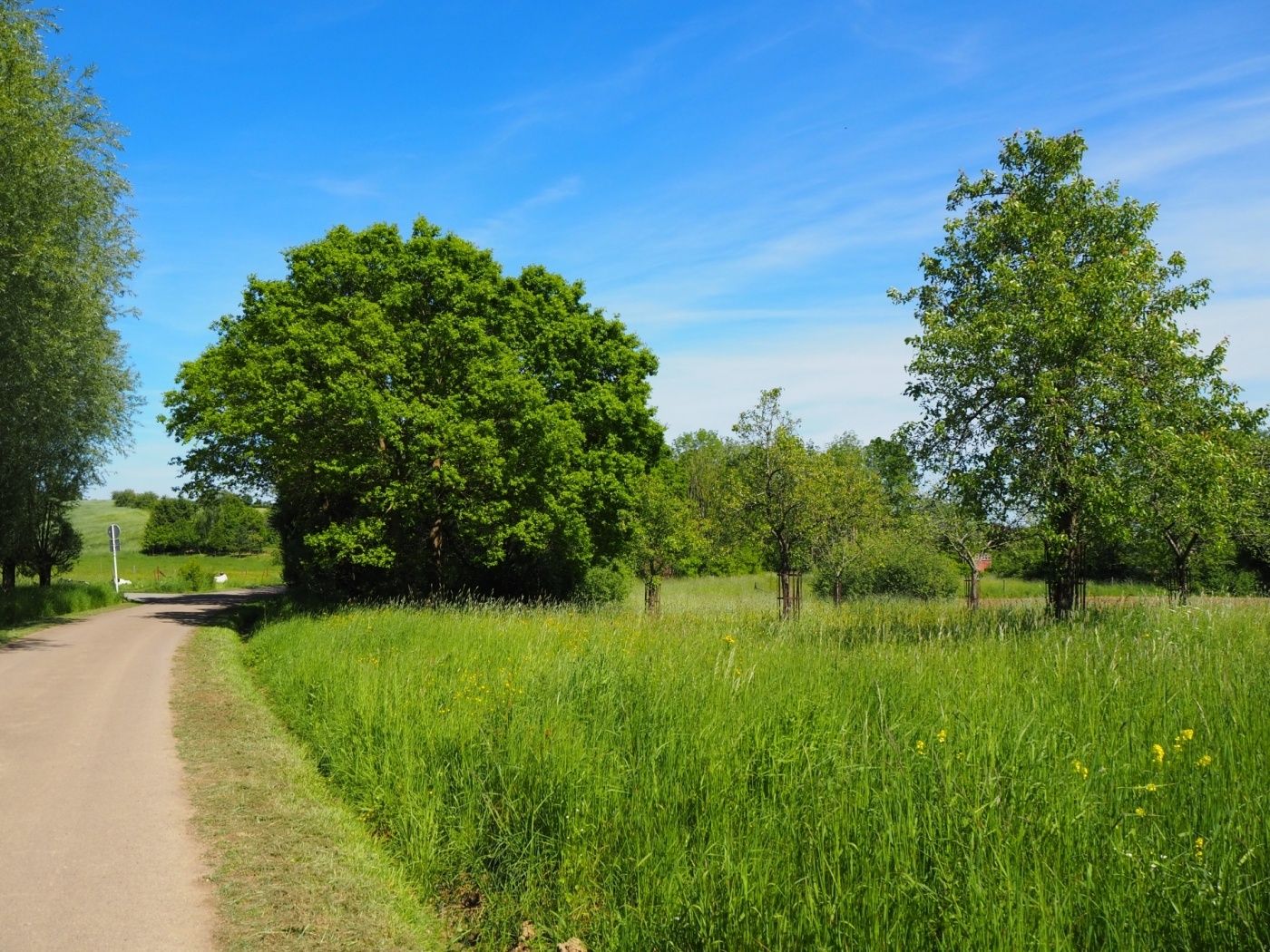Der Weg ist "auf Sicht" beschildert und auch auf Bäumen aufgemalt