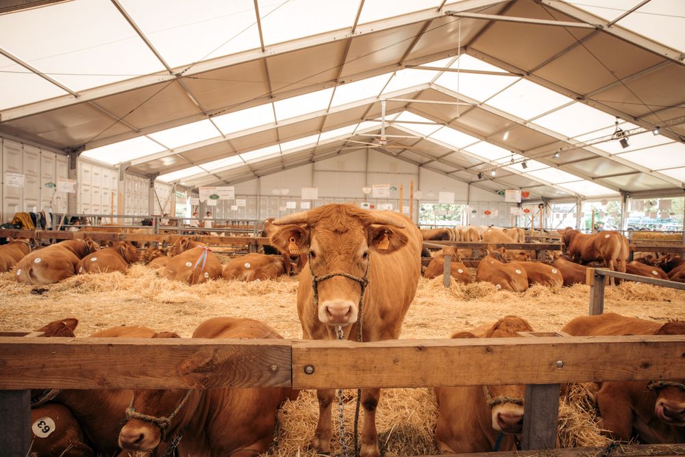 Foire Agricole Ettelbrück