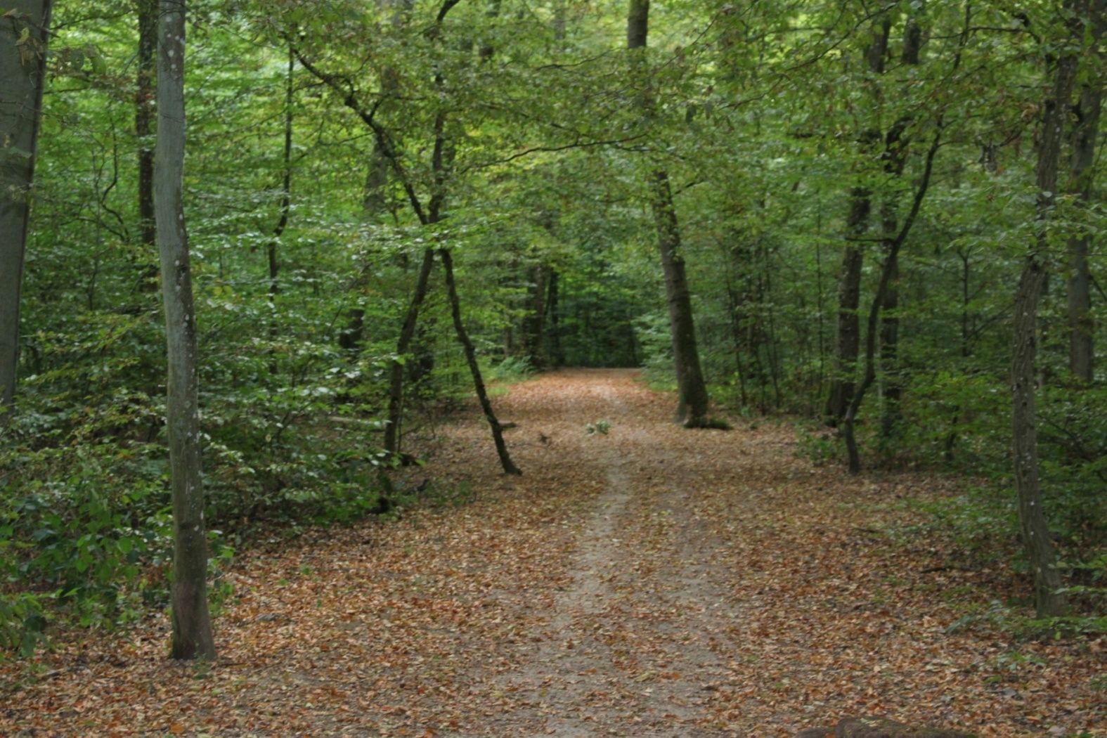 Das Naturwaldreservat Beetebuerger Bësch fördert die ungestörte, natürliche Entwicklung des Buchen- und Eichen-Hainbuchen-Waldes