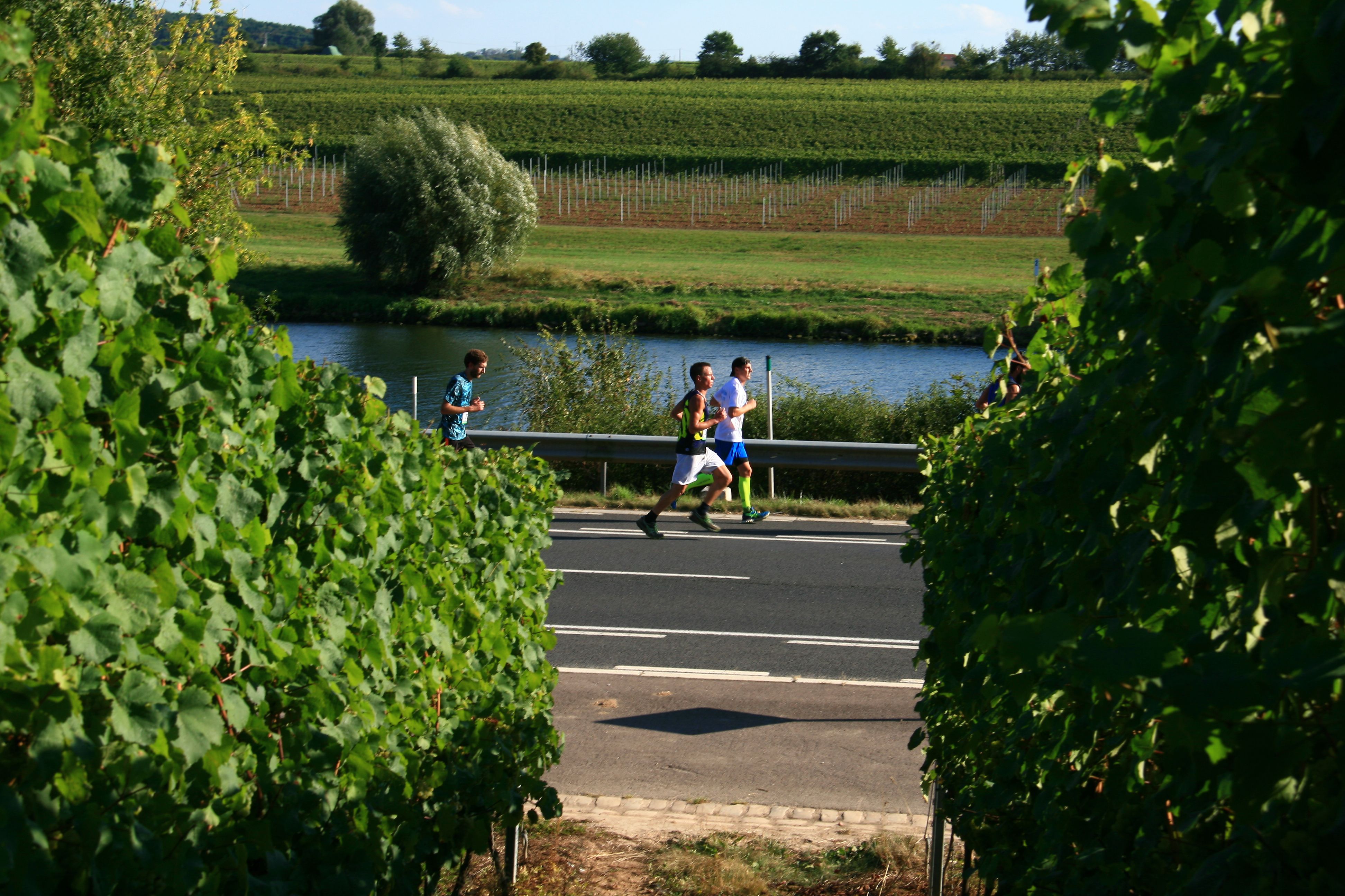 Route du Vin 2016