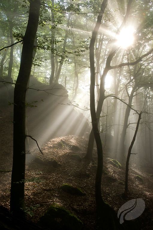 Lichtspiel im Wald