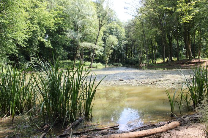 Ein Weiher im Naturschutzgebiet Ellergronn