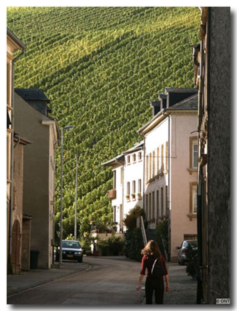 mosel valley tour