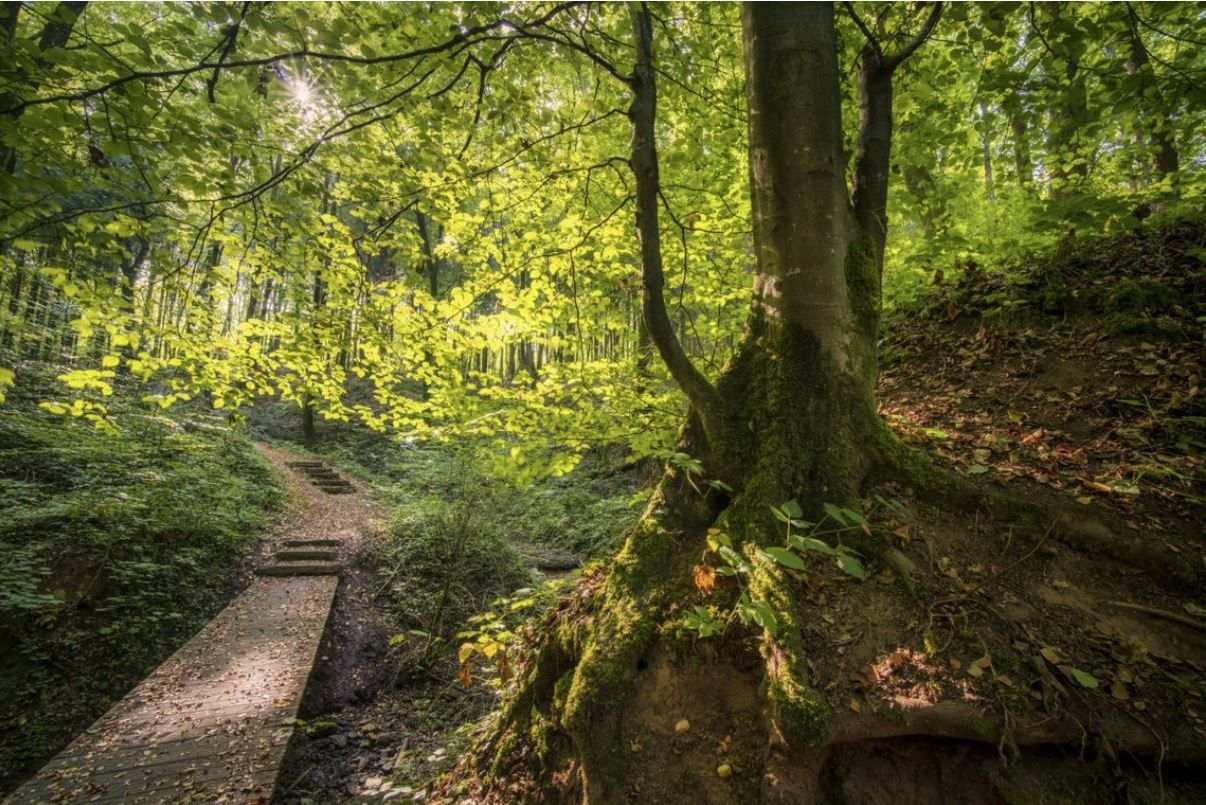 Licht und Schattenspiele auf dem Guttland.Trail Siwe-Brécke Wee