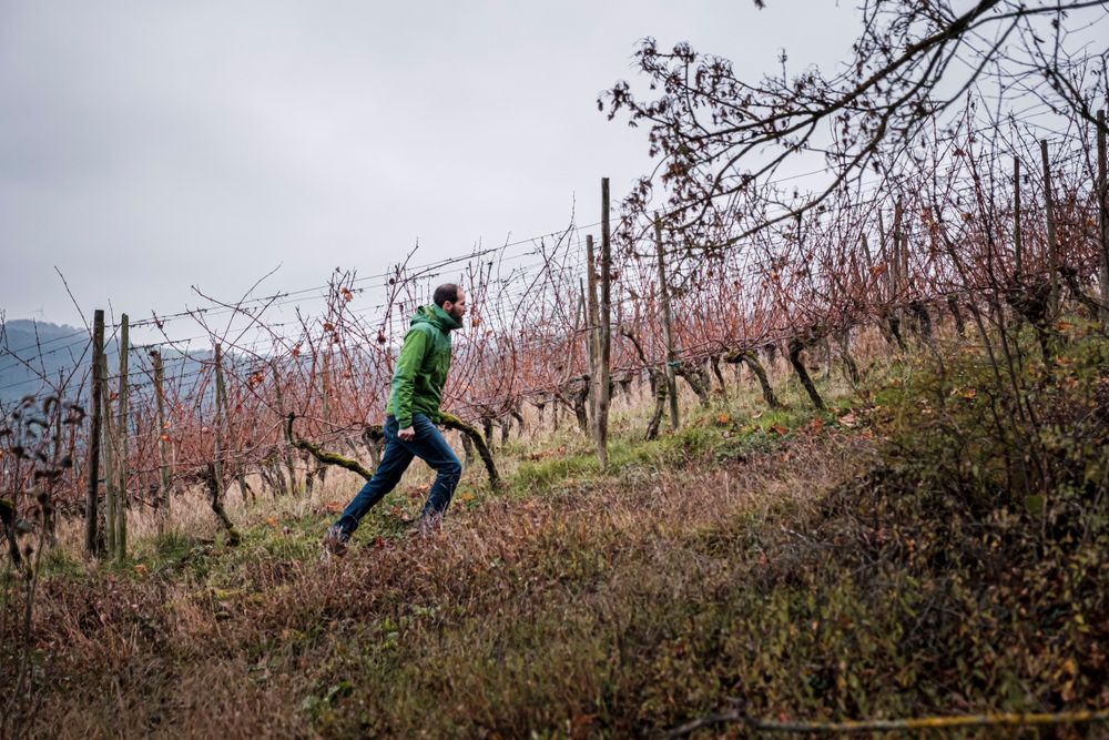 Vigneron Georges Schiltz