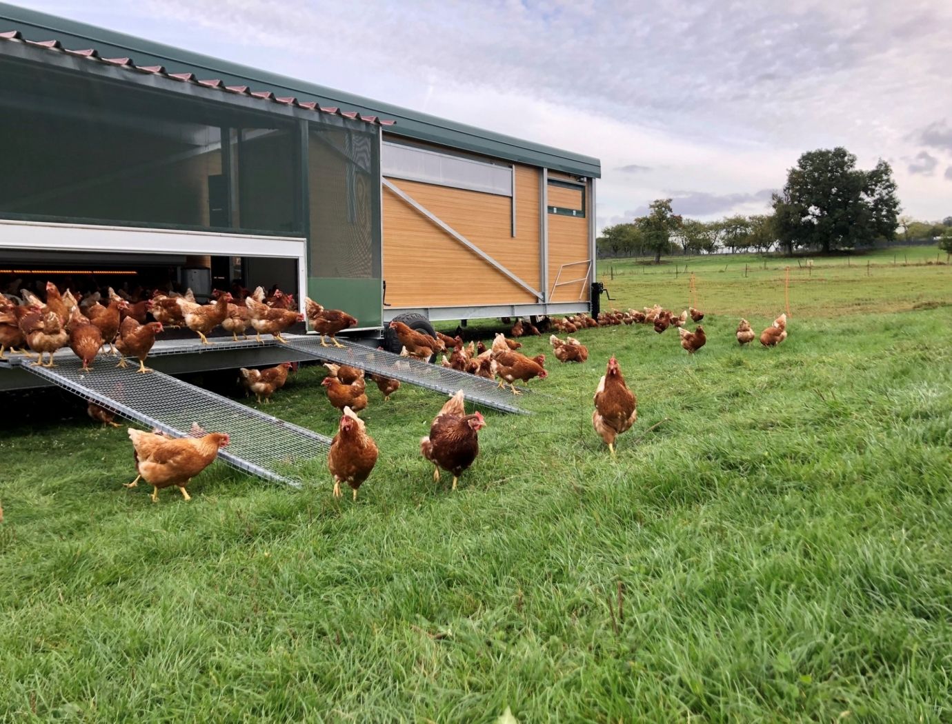 Poules
