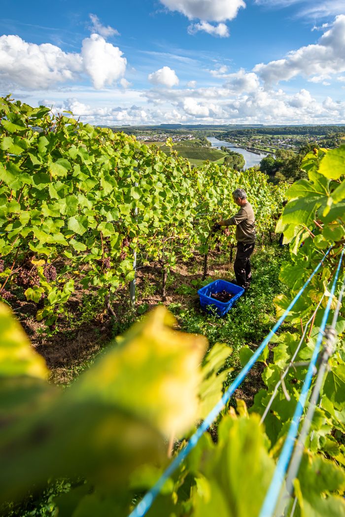 Vendanges