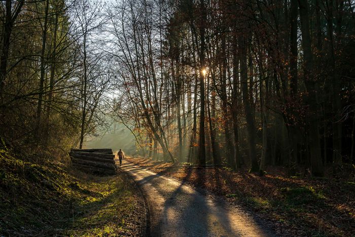 A photo of a forest where sunlight shines through the trees, creating a warm atmosphere. The forest path leads to a clearing.
