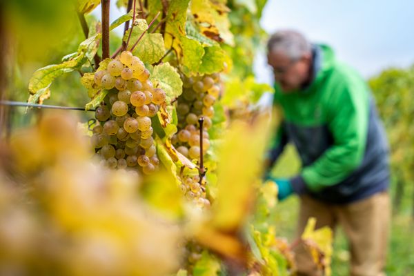 Domaine viticole Jeff Konsbrück