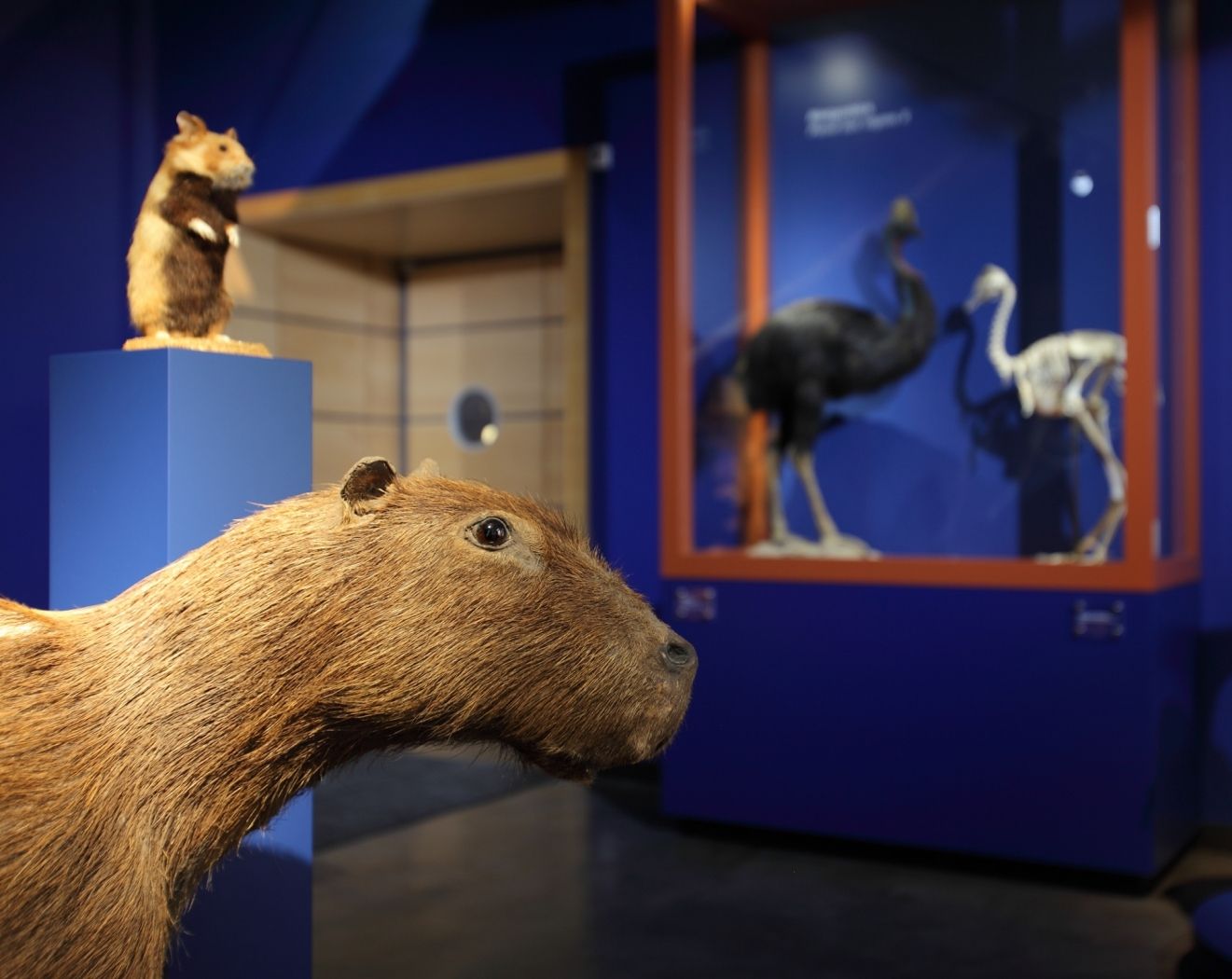 natur musée