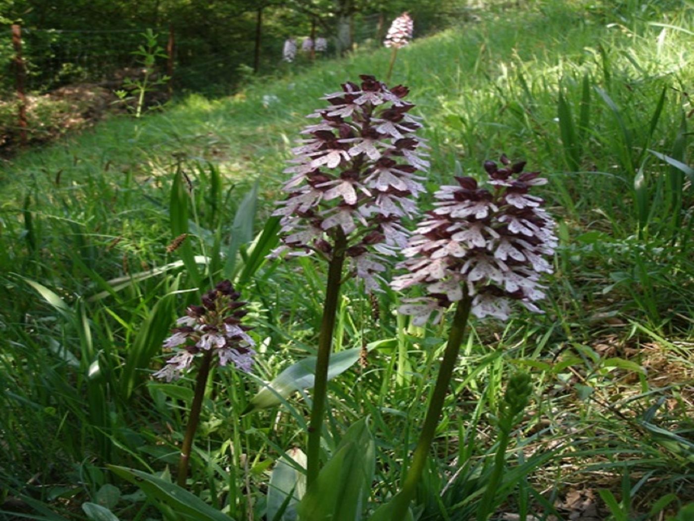 orchideenpad meischdref 3