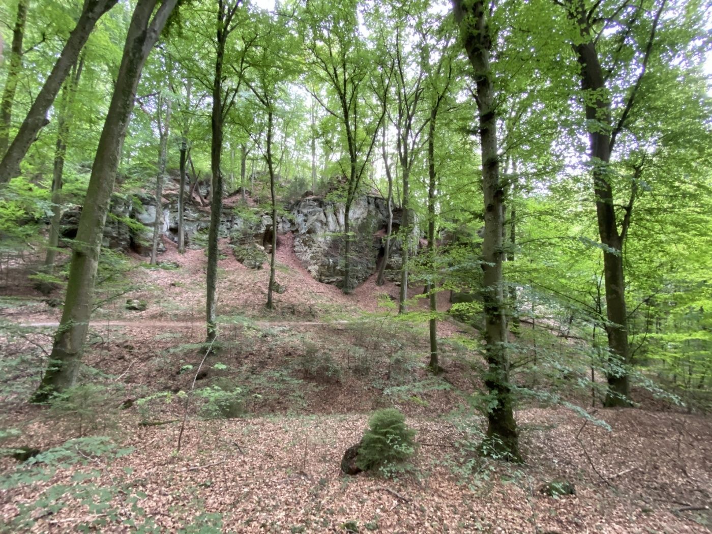 Wald
